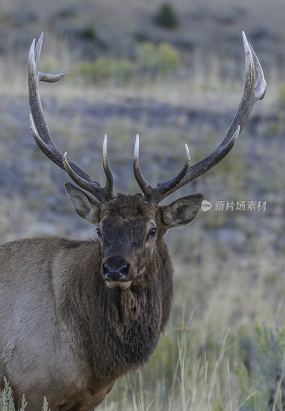 雄性落基山麋鹿(Cervus canadensis nelsoni)是在落基山和黄石国家公园发现的麋鹿的一个亚种。在有鹿角的秋天和发情期。